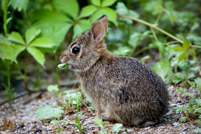 a little bunny rabbit sitting in the grass