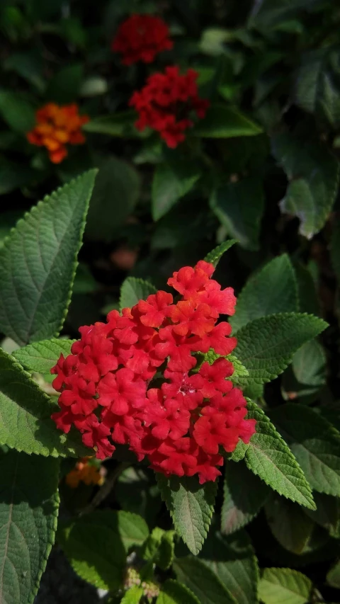 bright red flowers growing in the sunlight