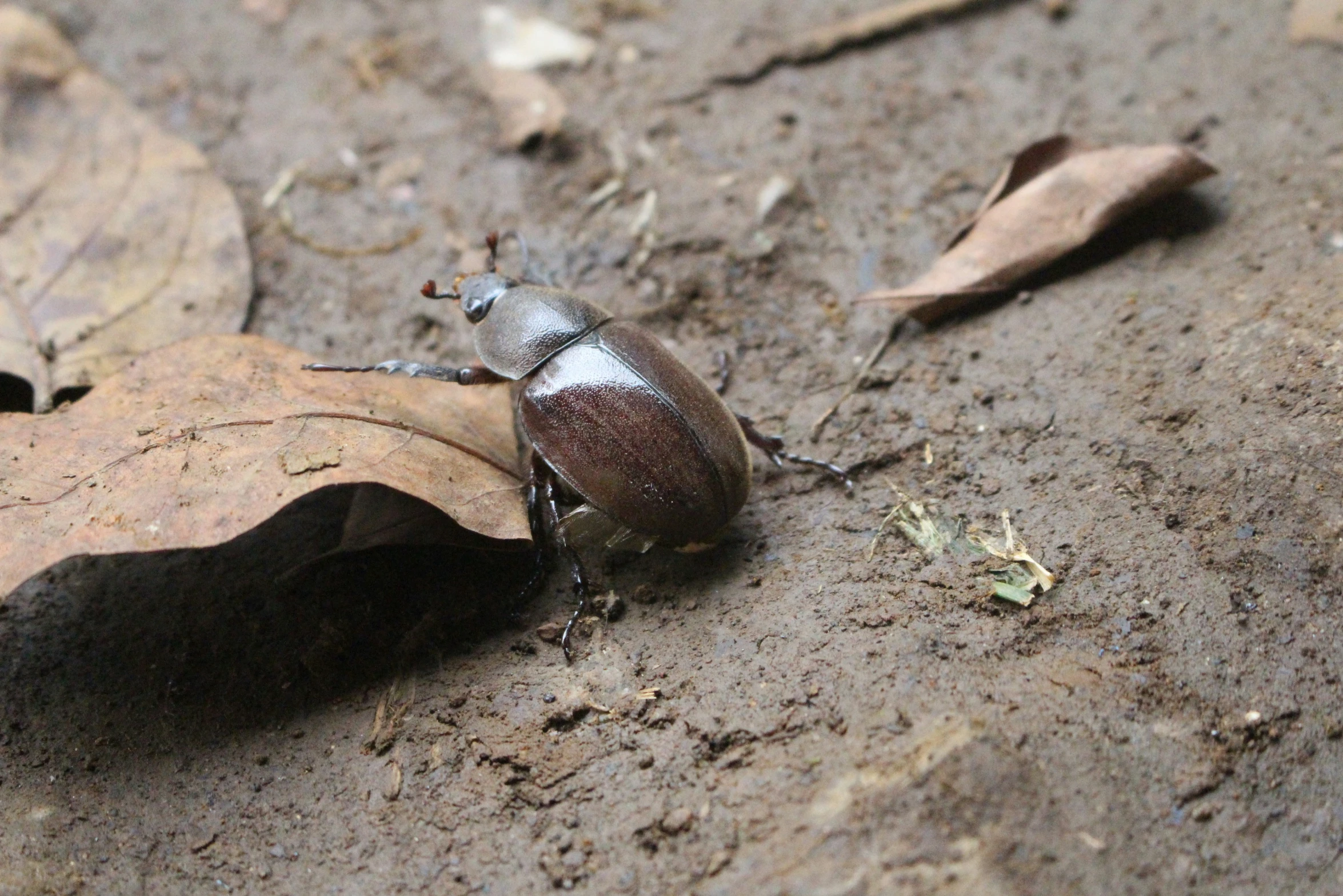 a small insect standing on top of a leaf