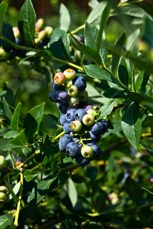 a bush of blueberries has lots of small green berries