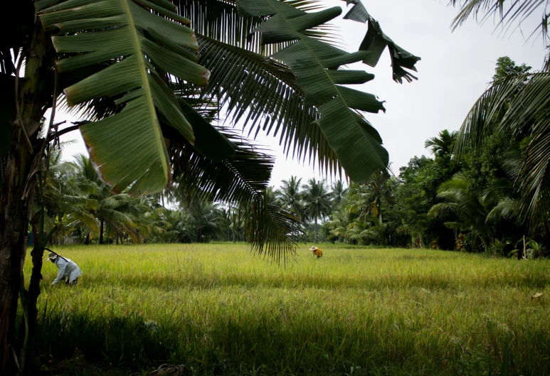 a cow is standing in a field, near a banana tree