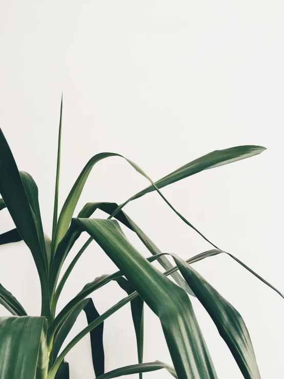 a plant with long leaves against a white sky background