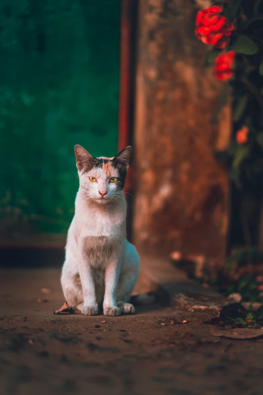 there is a white cat that is sitting down