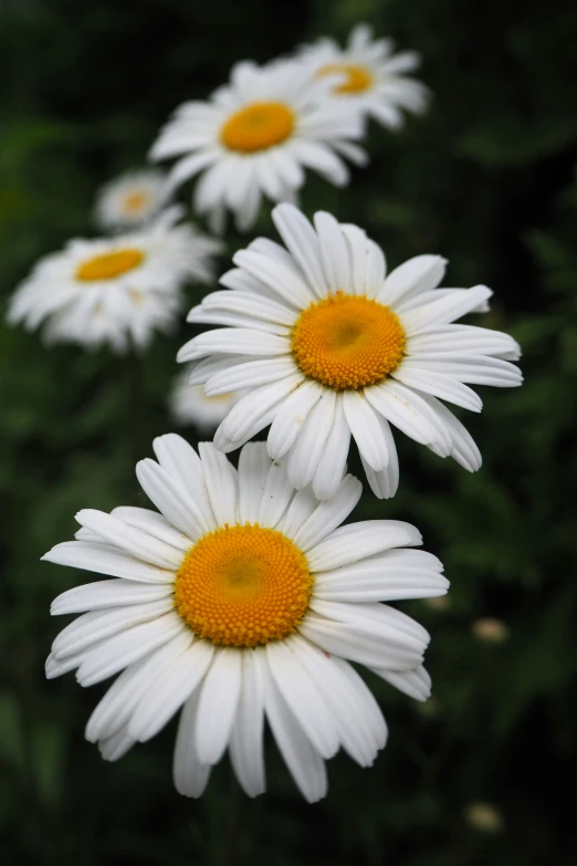 white and yellow flowers with green stems