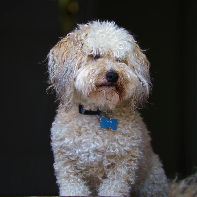 a furry dog with its eyes closed sitting down