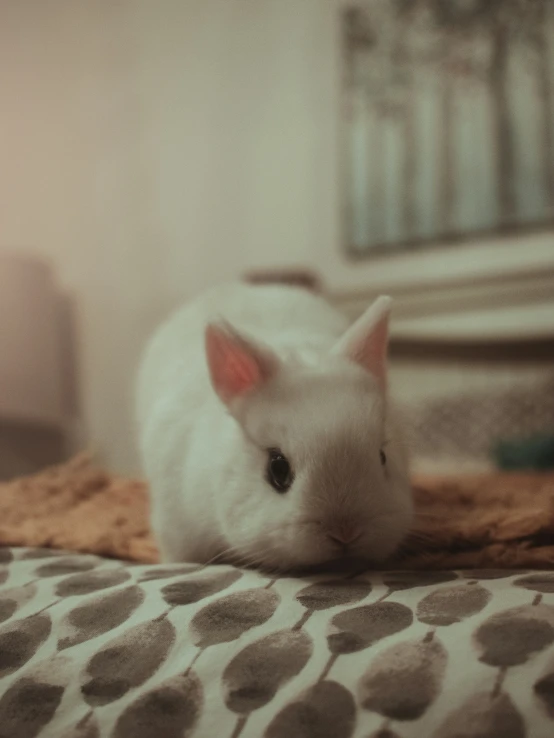 a cat sitting on top of a bed next to a wall