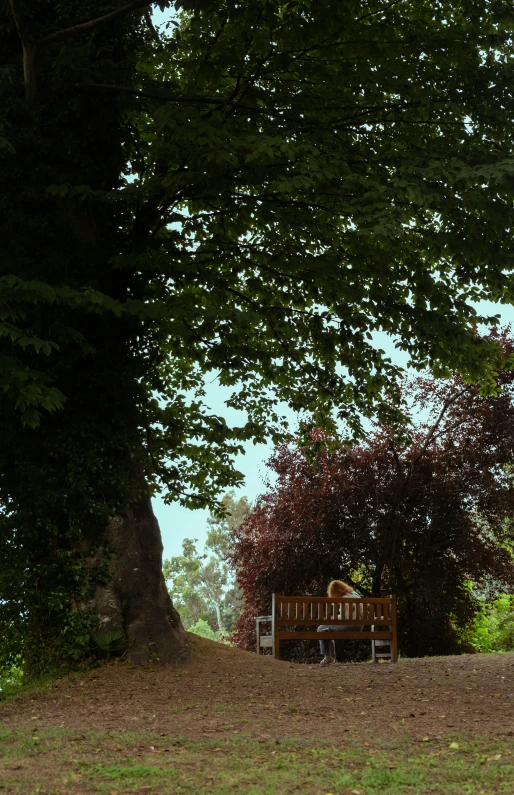 a bench with two people sitting on it underneath trees