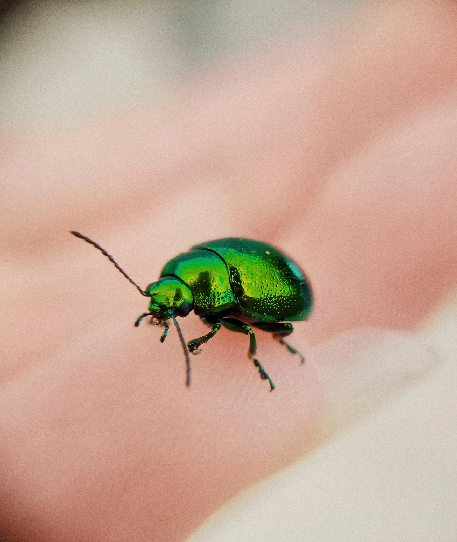 an extreme close up of a green bug on the left and a pink background