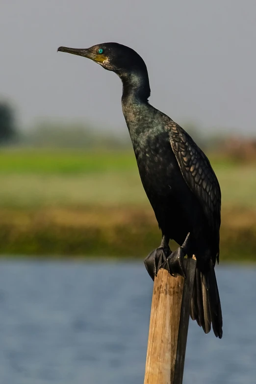 a bird with a large beak sitting on top of a wooden pole