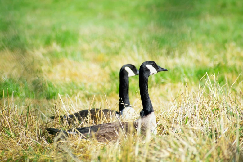 two geese sit in tall grass on a sunny day