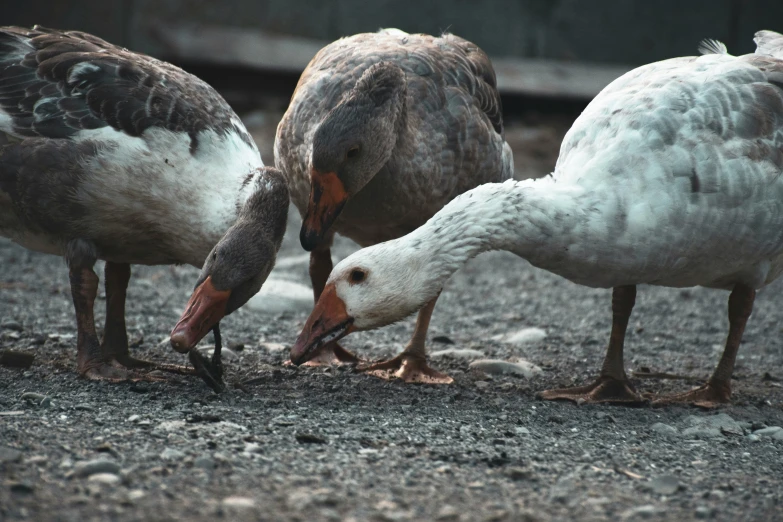 four birds that are standing in the dirt