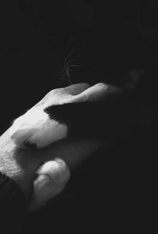 a hand holding a cat on the palm