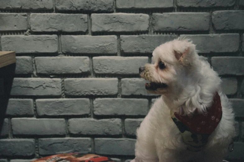 a small white dog wearing a harness on it's collar