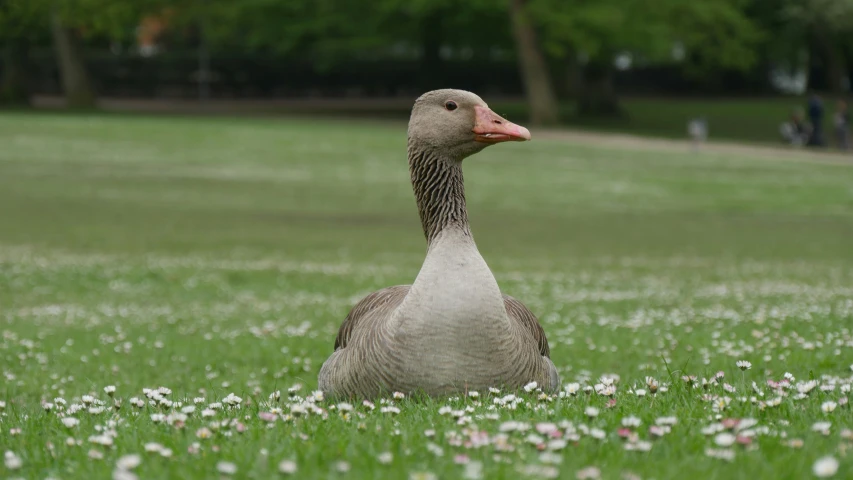 a duck sitting in the grass with people around