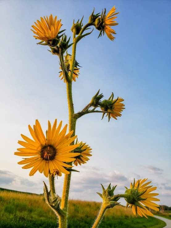 a bunch of yellow flowers in a vase near a road