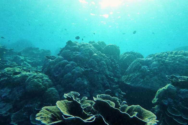 underwater pograph of a coral reef with sunlight streaming through