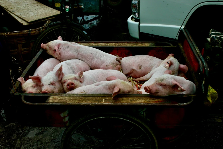 a pile of white pigs sitting in the back of a truck