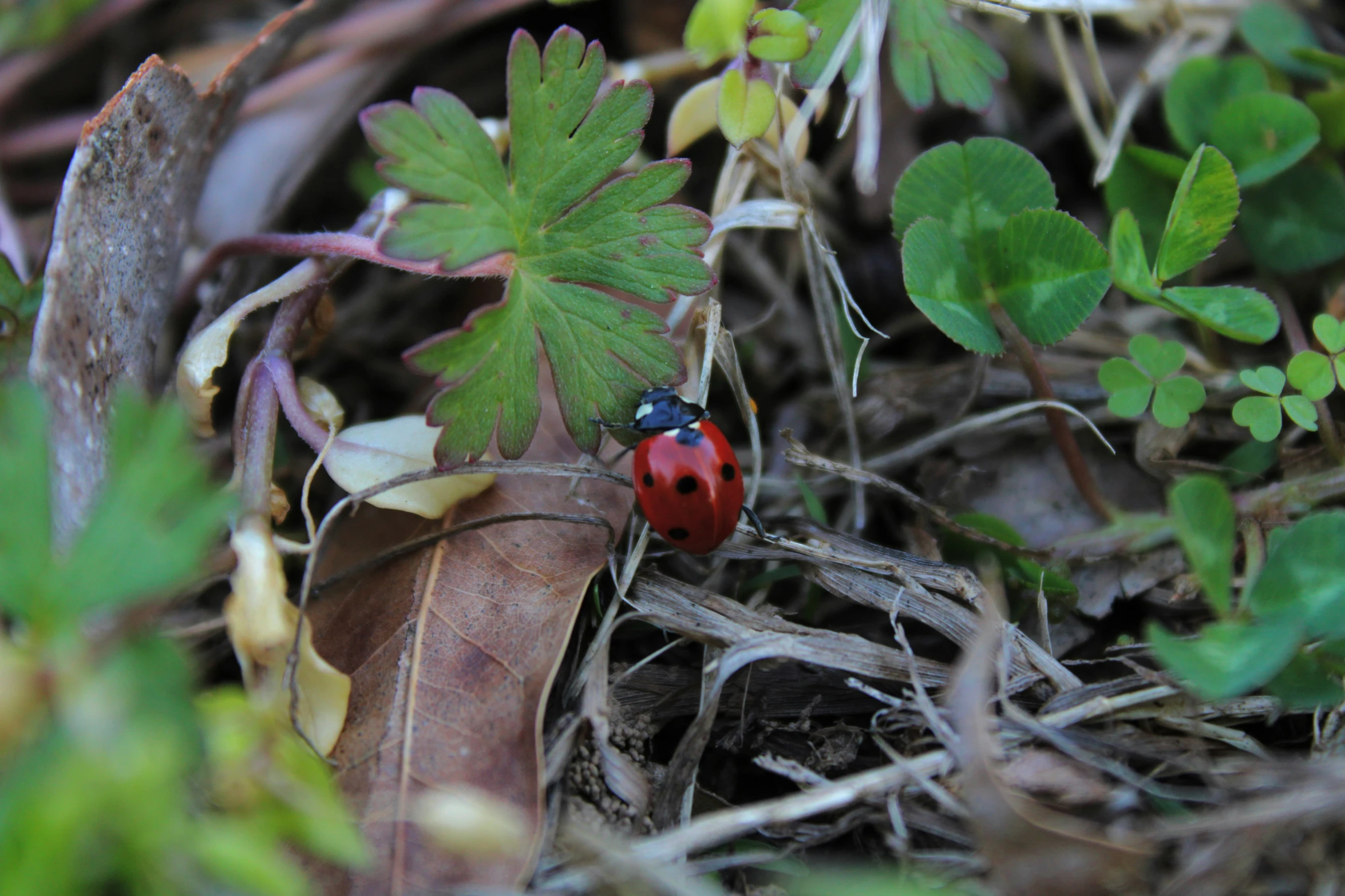 there is a small red and black lady bug