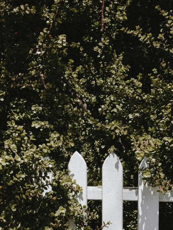 a white wooden fence with trees in the background