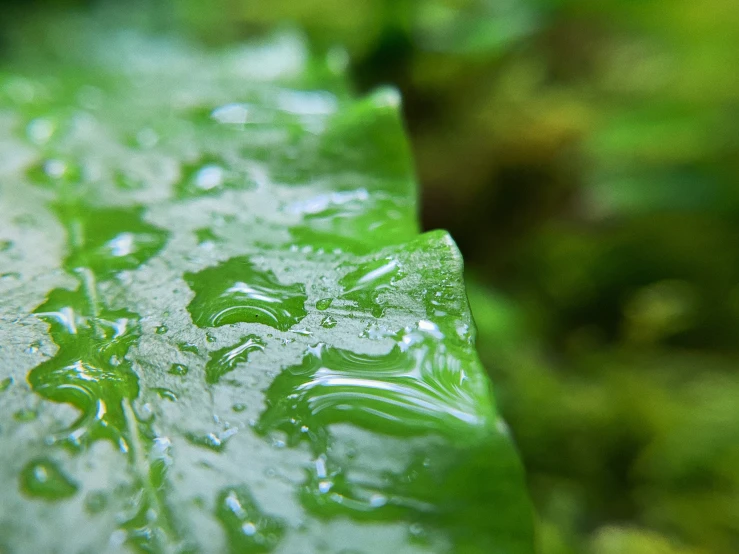 closeup of some leaves with drops of water
