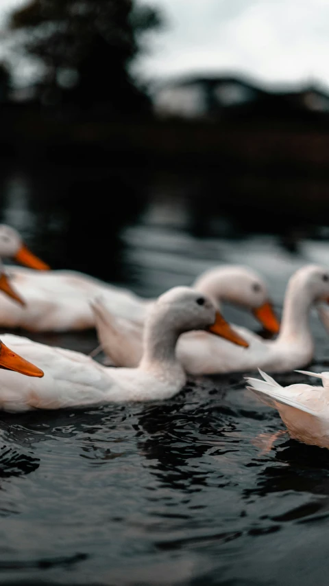 four duck in the water near each other