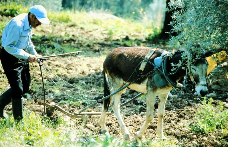 a man and a dog plowing a field with a hoe