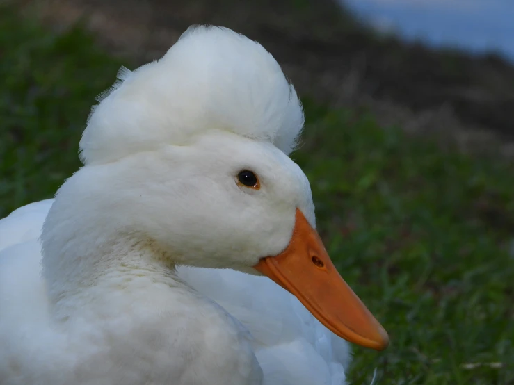 a white duck with a very large orange beak