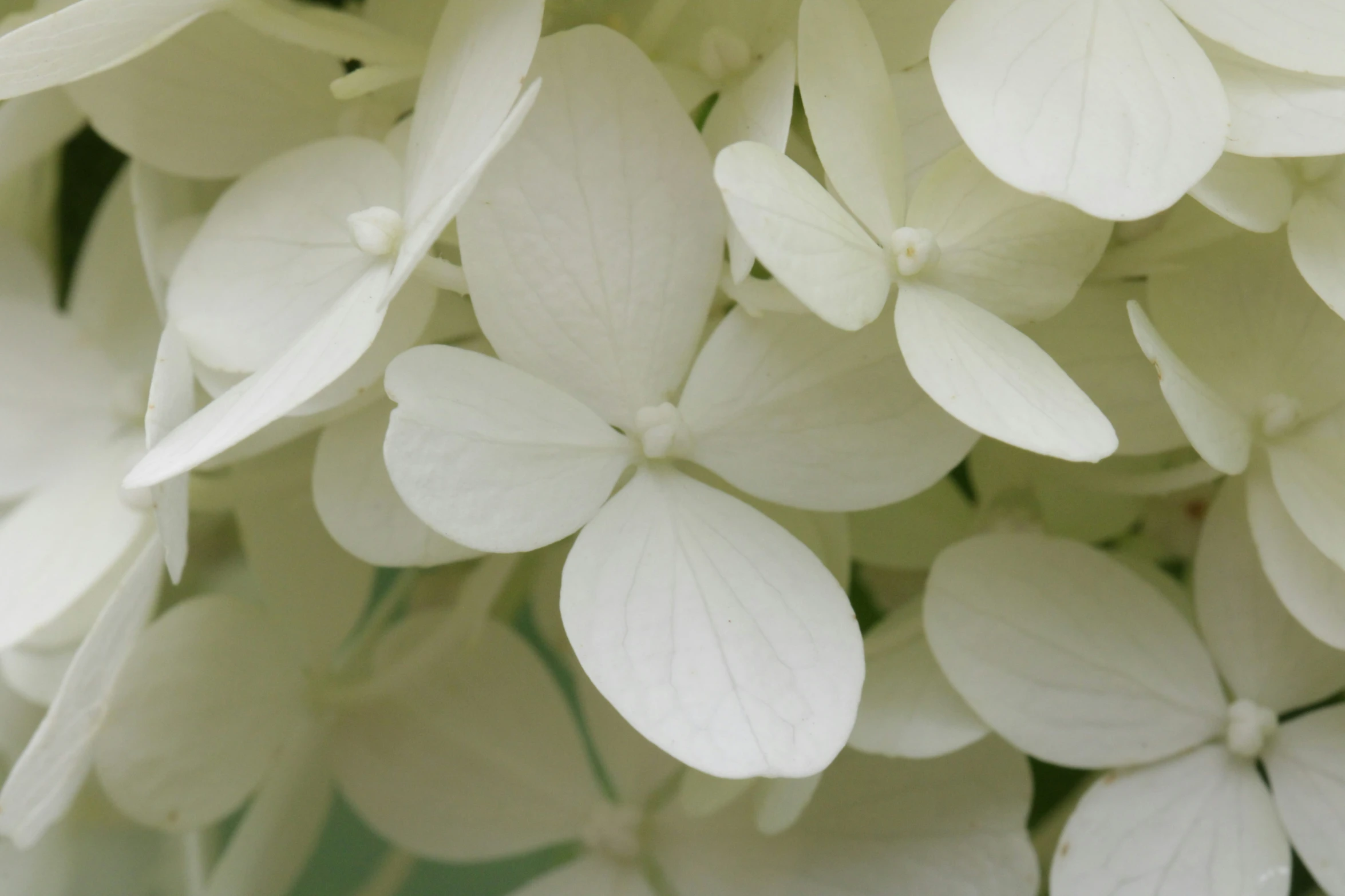 this is an image of the blooming flowers in the forest