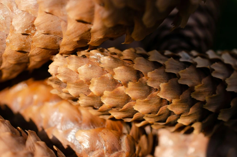 a close up of many pine cones together