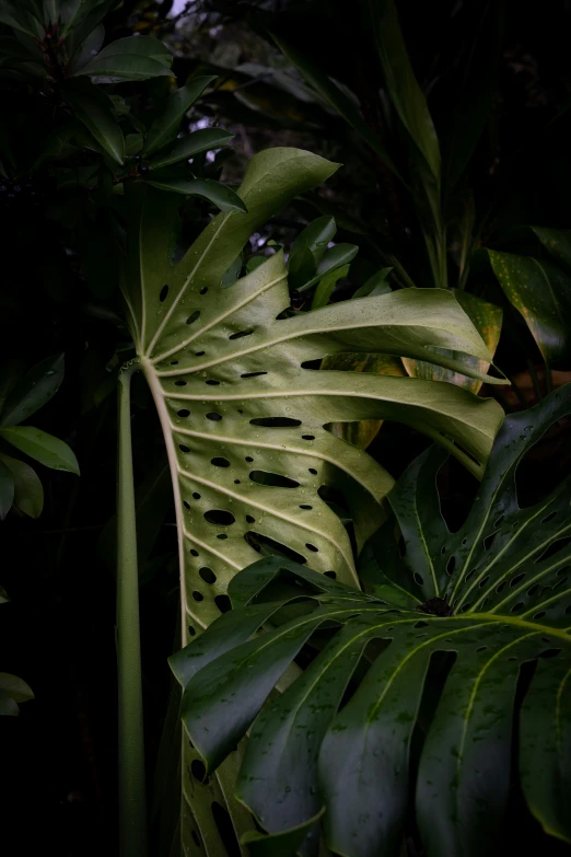 a green leaf in the middle of some bushes