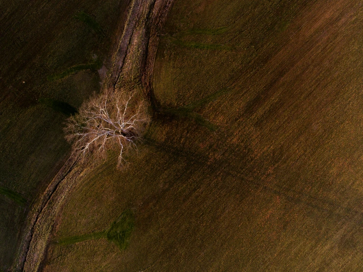 an aerial view of an open field and tree