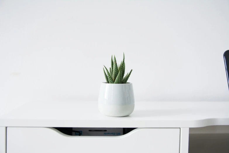 white vase containing a green plant sitting on top of a white shelf