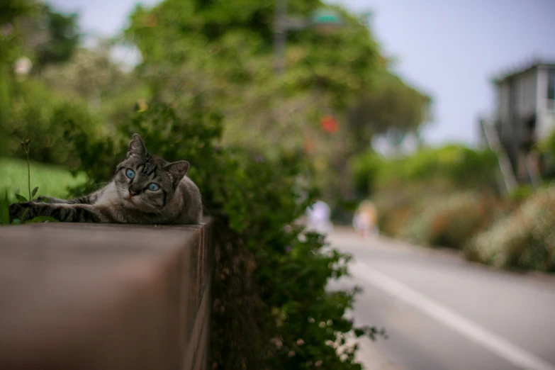 a close up of a cat laying on a concrete ledge