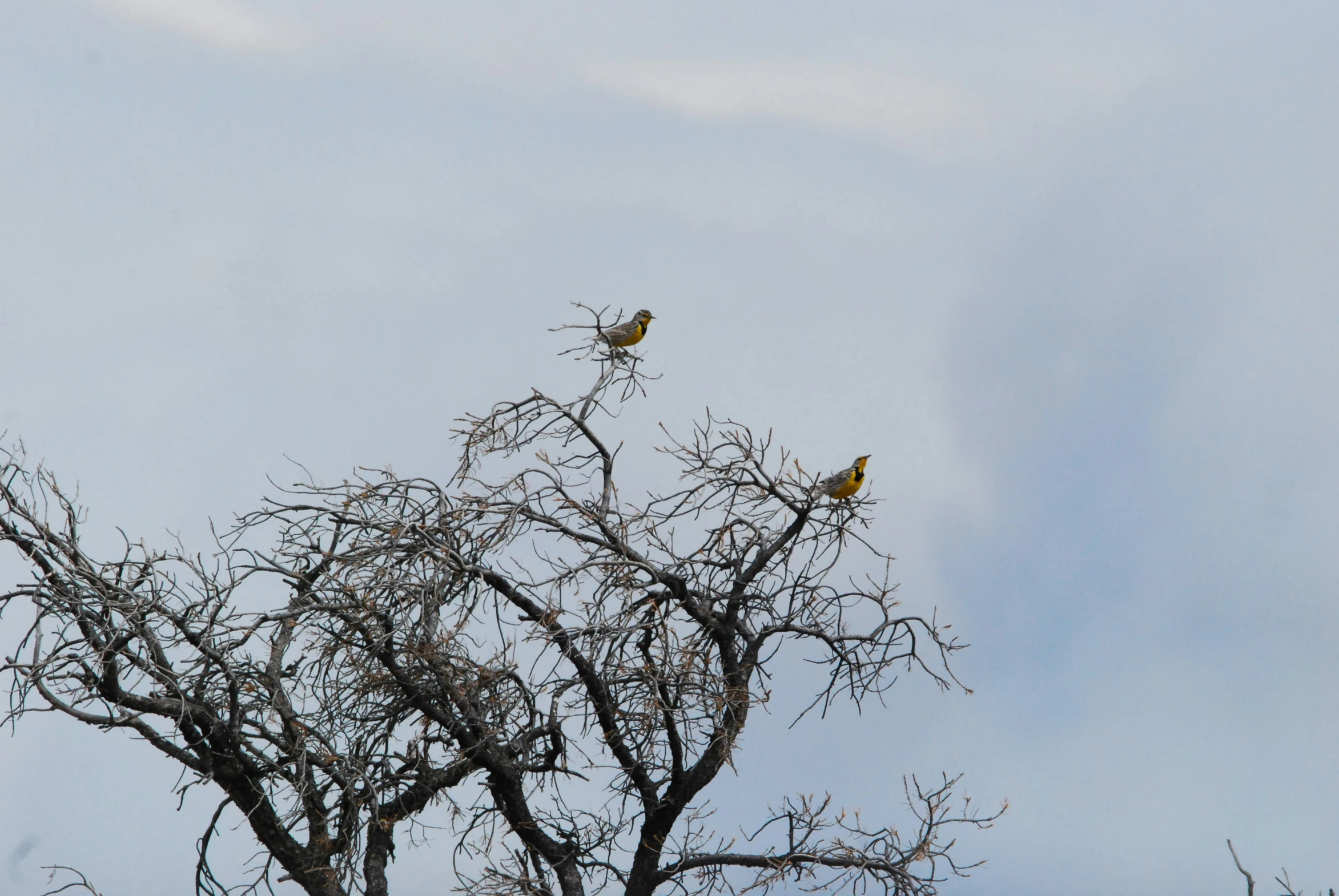 two birds sitting on the top of dead trees