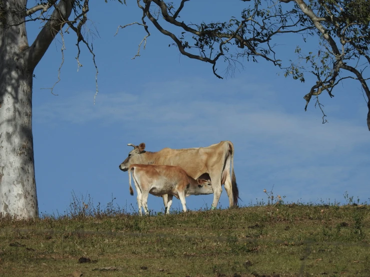 two cows standing by trees in a grassy field