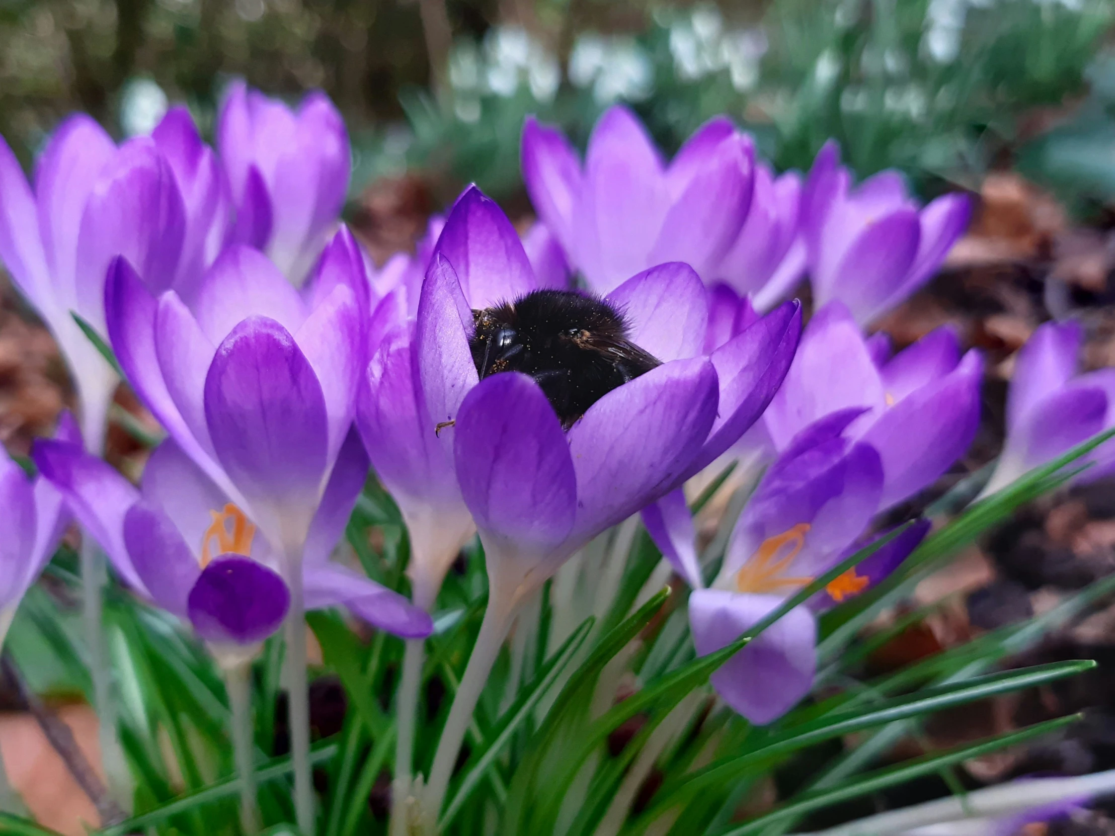 a purple flower in some green plants