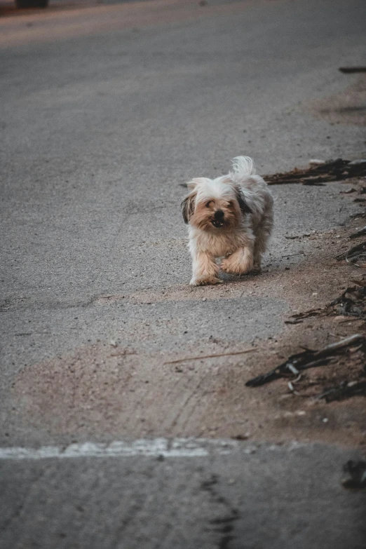 a small white dog walking across a road