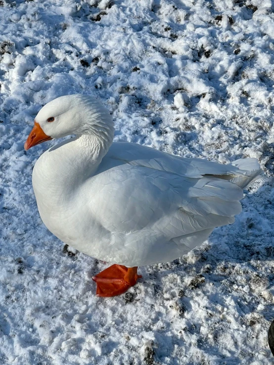 there is a duck sitting in the snow