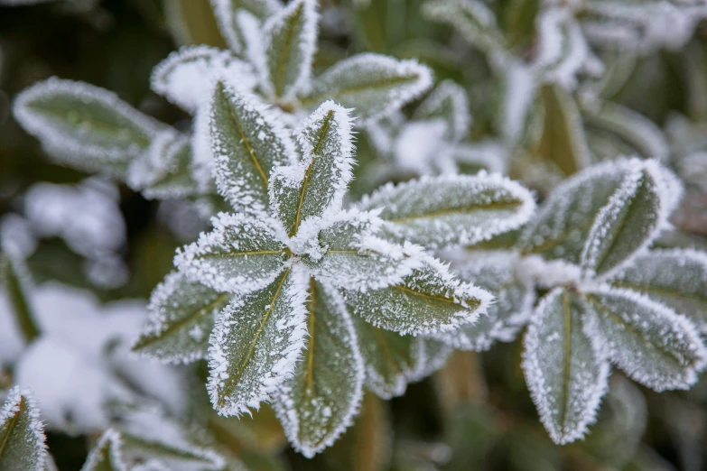 a snow covered plant on the ground