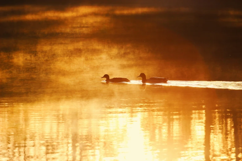 two ducks are swimming across the pond at sunset