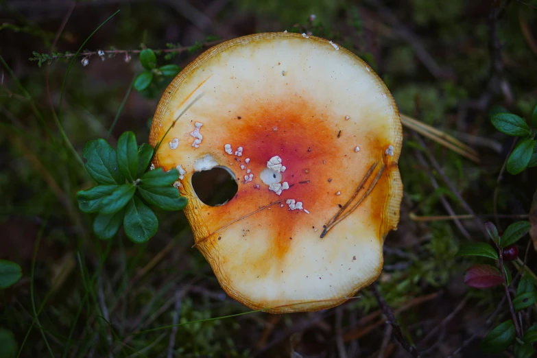 an old mushroom with holes and flecks on the ground