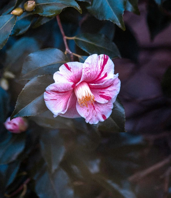 a flower with pink and white petals on it