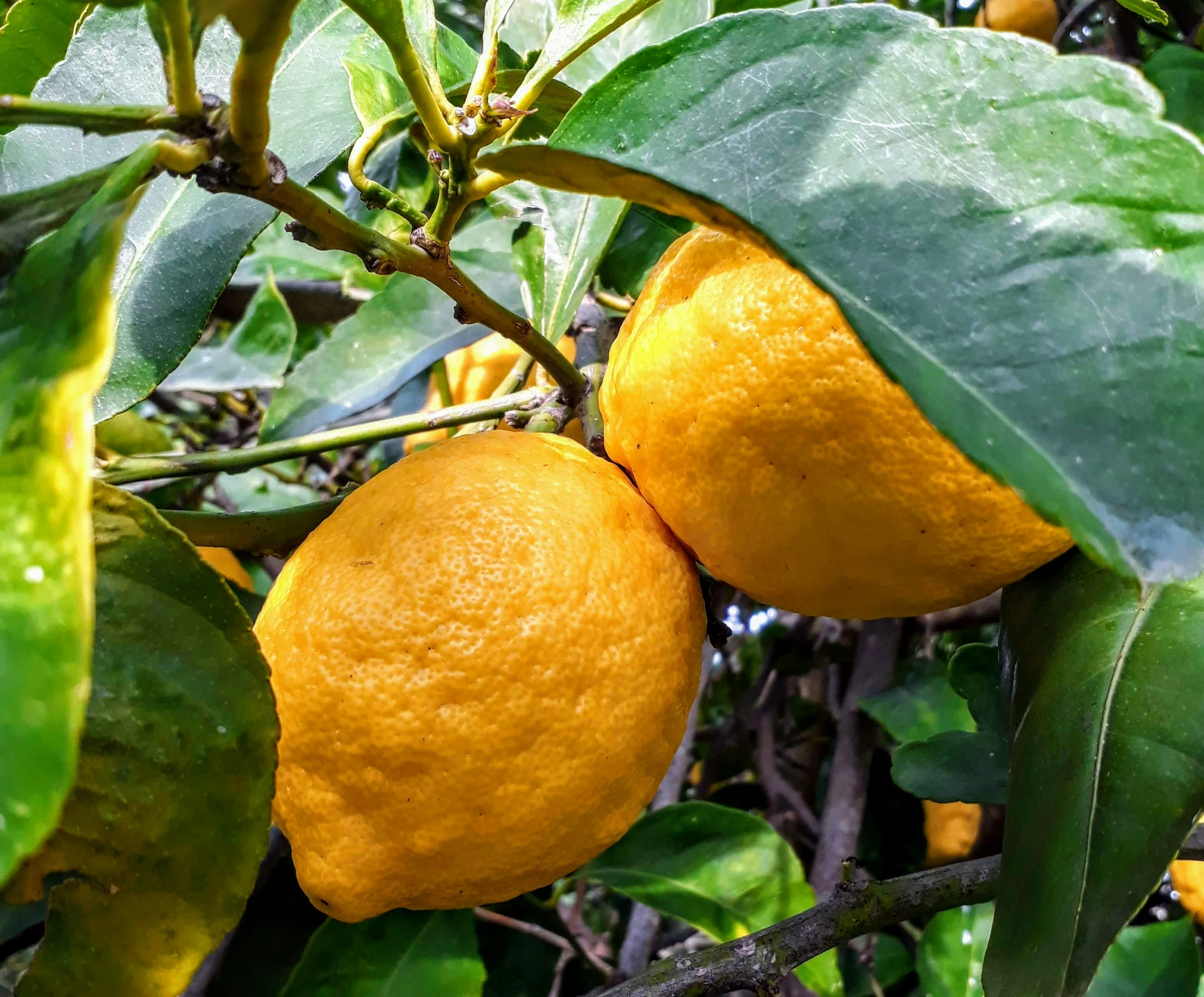 two ripe lemons are growing in the tree