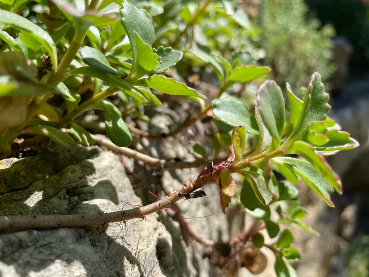 this is a close up of a plant in the dirt