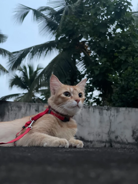 cat laying in the cement with a red leash