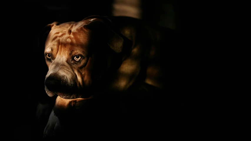 the dog is staring at the camera with a black background