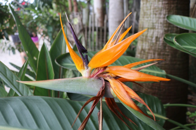 a close up of a flower with many large leaves