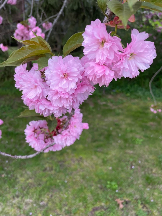 a couple of flowers that are on some grass