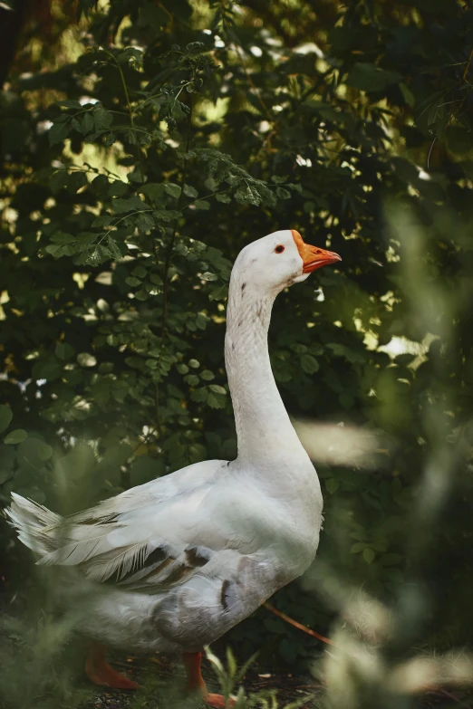 a white goose is walking by some tree nches