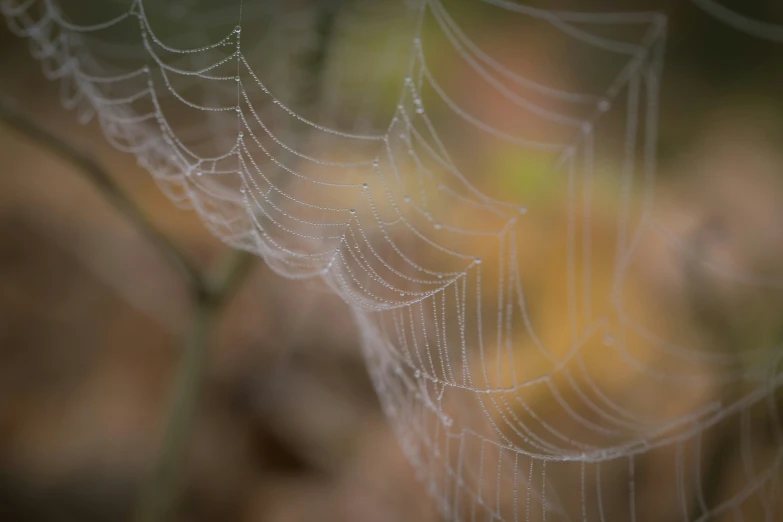 an unusual spider web set up by a tree with autumn leaves and water drops on it